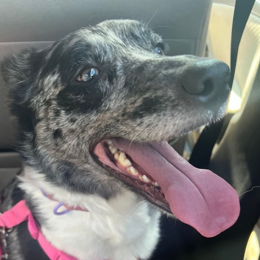 Prudence, a speckled black-and-white dog in a pink harness, grinning with her tongue out in the car.